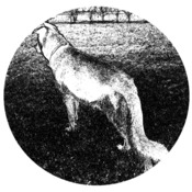 Wolf – Responsive Website Designer 1.34.6 Wolf - Responsive Website Designer